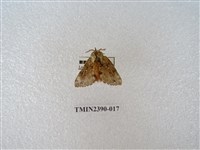 藏品(銀肩枯葉蛾)的圖片